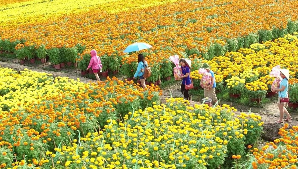 Vườn hoa Thái Phiên là một trong những làng hoa lớn nhất Đà Lạt, chuyên cung cấp hoa tươi cho cả nước